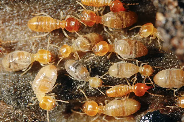 service Termite
