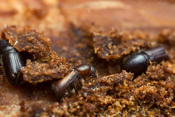 Pest Control Service For Wood Borers